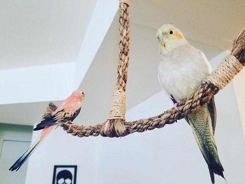 Why Your Parrot Needs Many Types of Perches