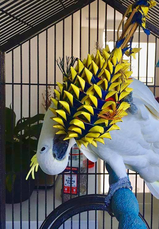 Cockatoo Playing with Pineapple Foraging Toy 