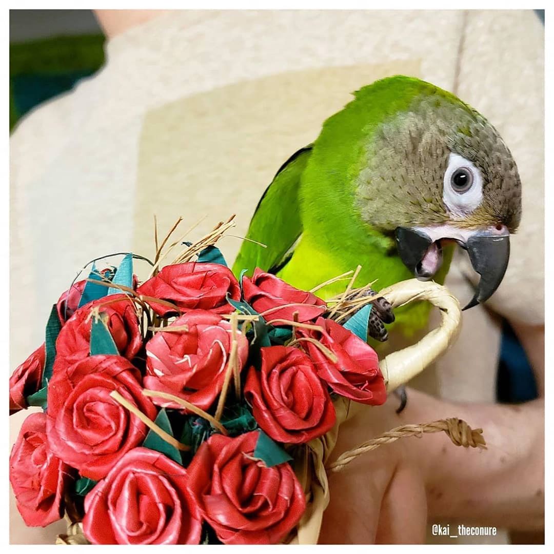 Planet Pleasures Rose Bouquet Shreddable Bird Toy