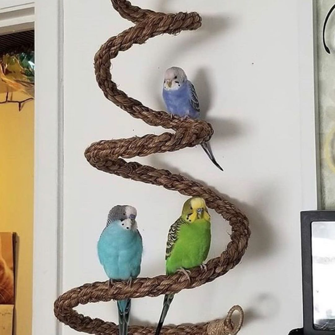 Why your bird needs a Planet Pleasures Bird Perch in their Life