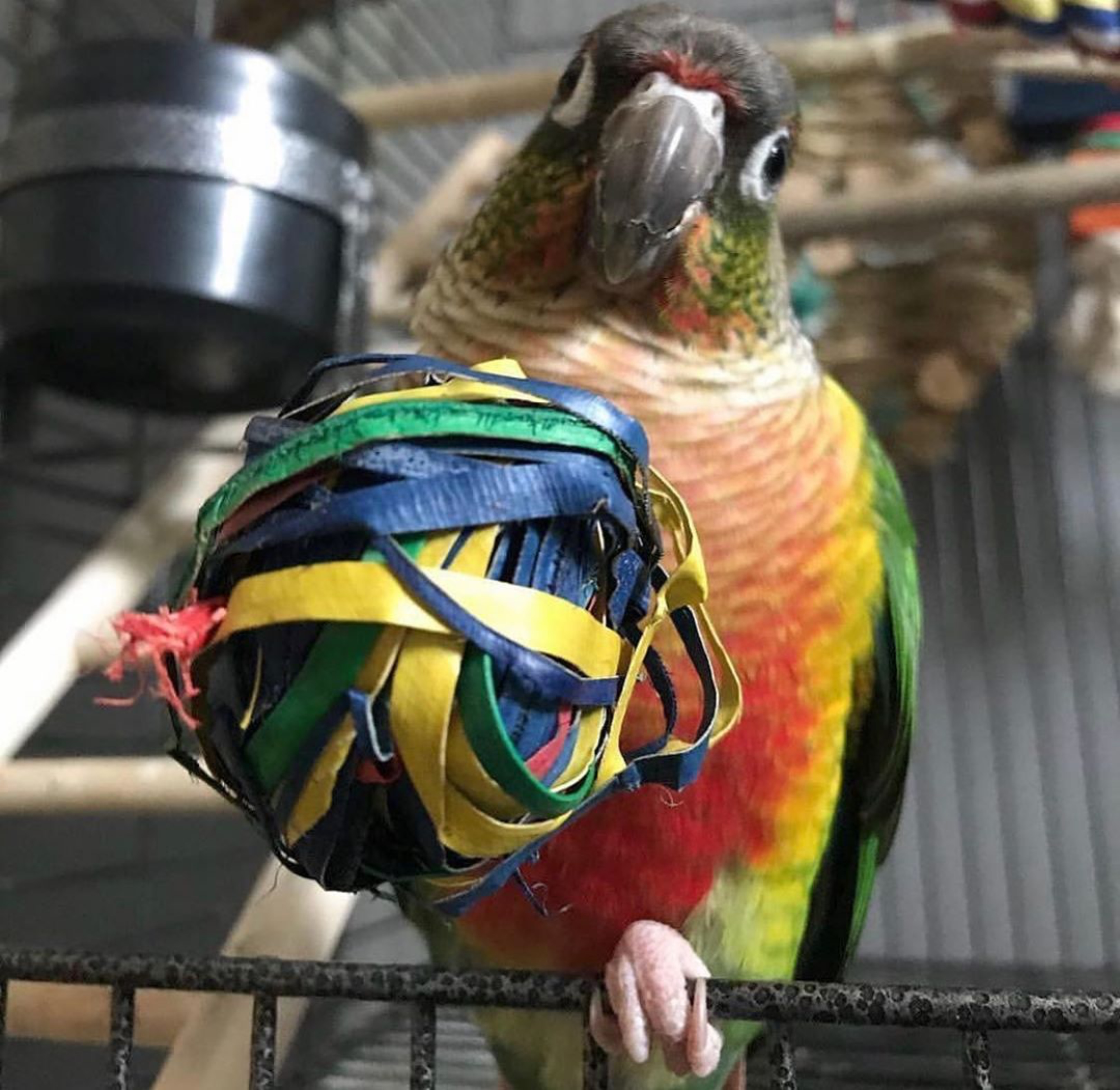 Conure with his Planet Pleasures Foot Toy