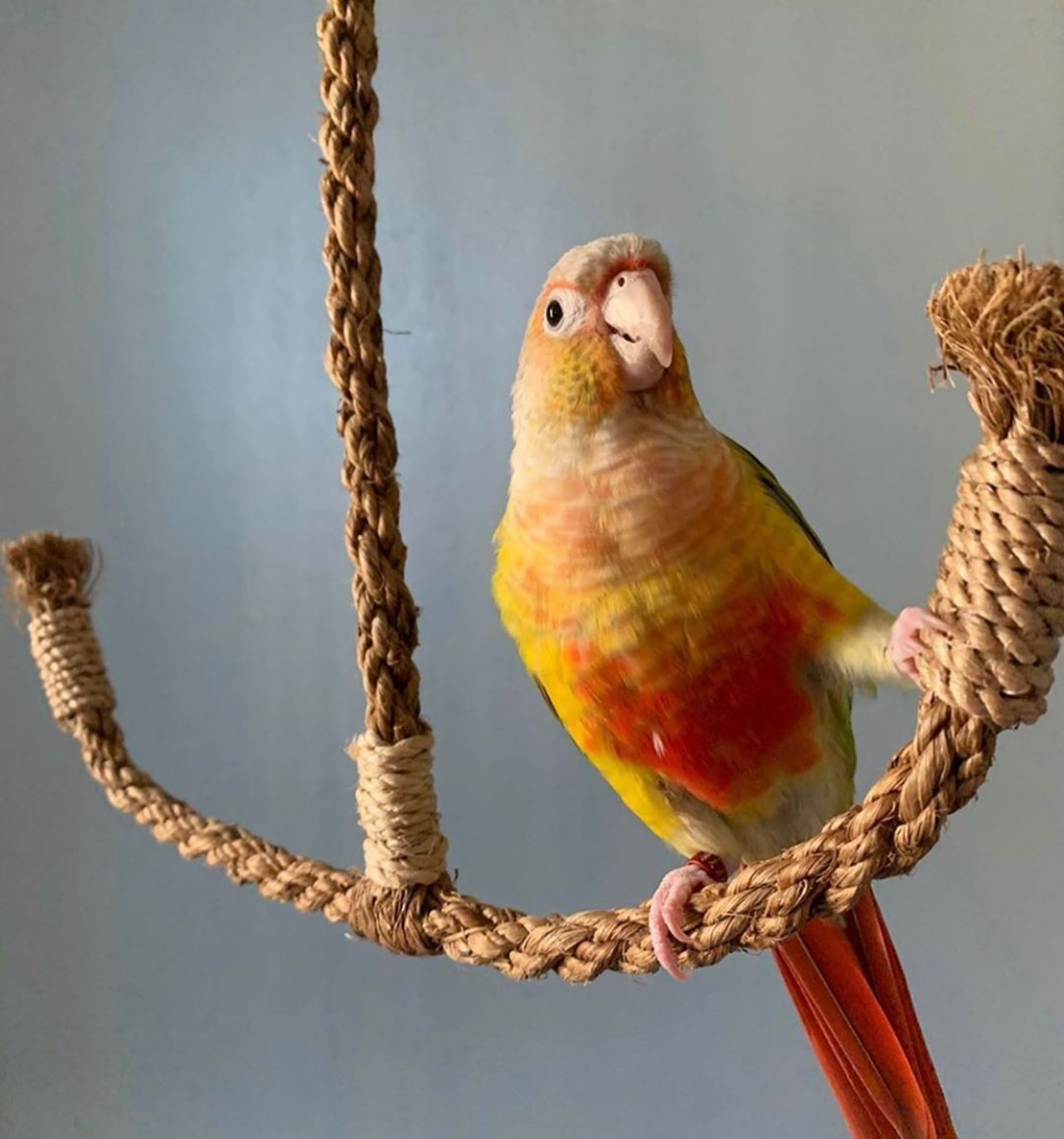 Why your bird needs a Planet Pleasures Bird Perch in their Life. - Planet  Pleasures