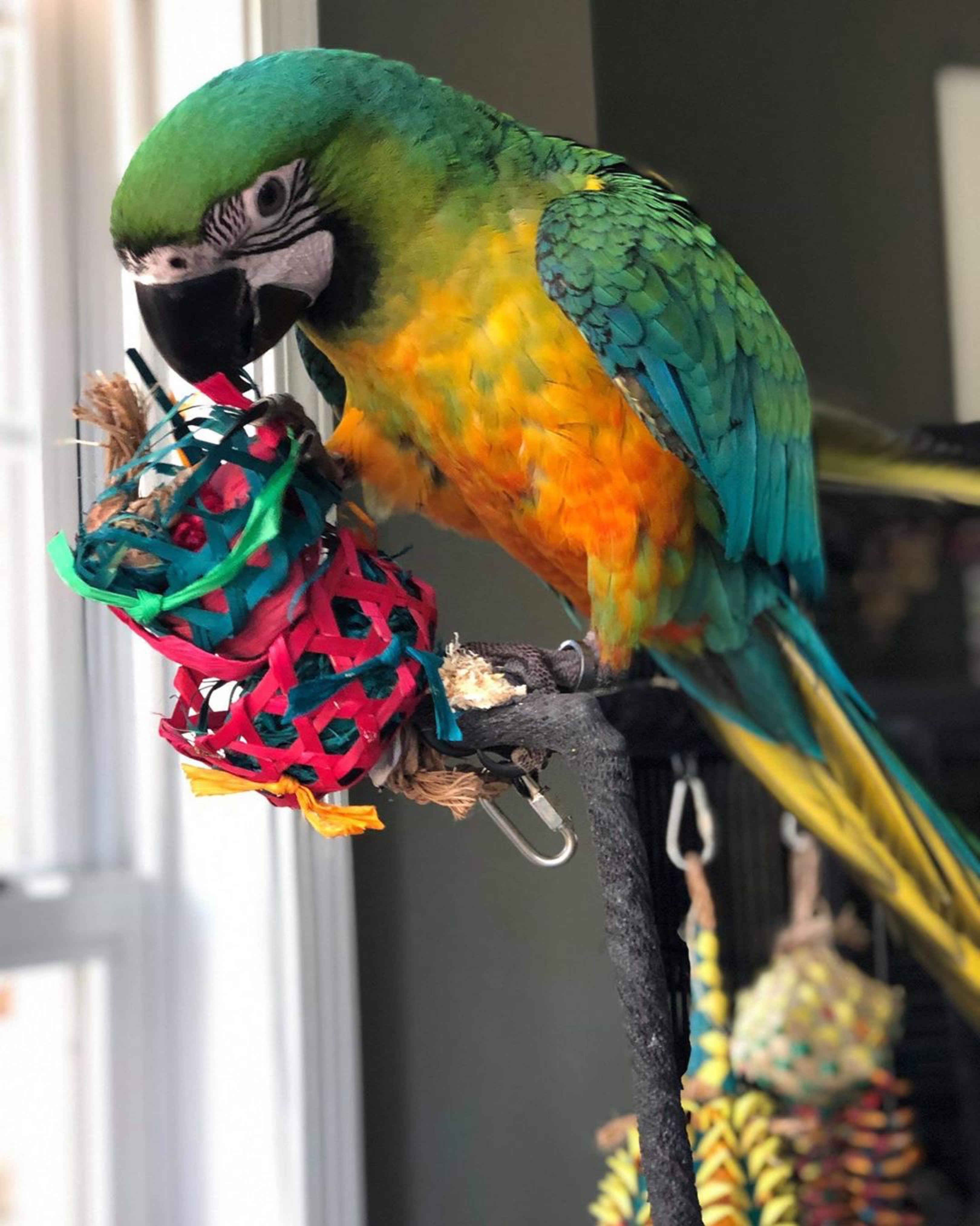 Basket Foraging Toy